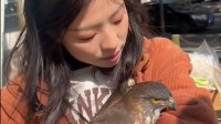 猛禽倏得主动飞入女子怀里依偎 一旁猫咪一脸忌惮